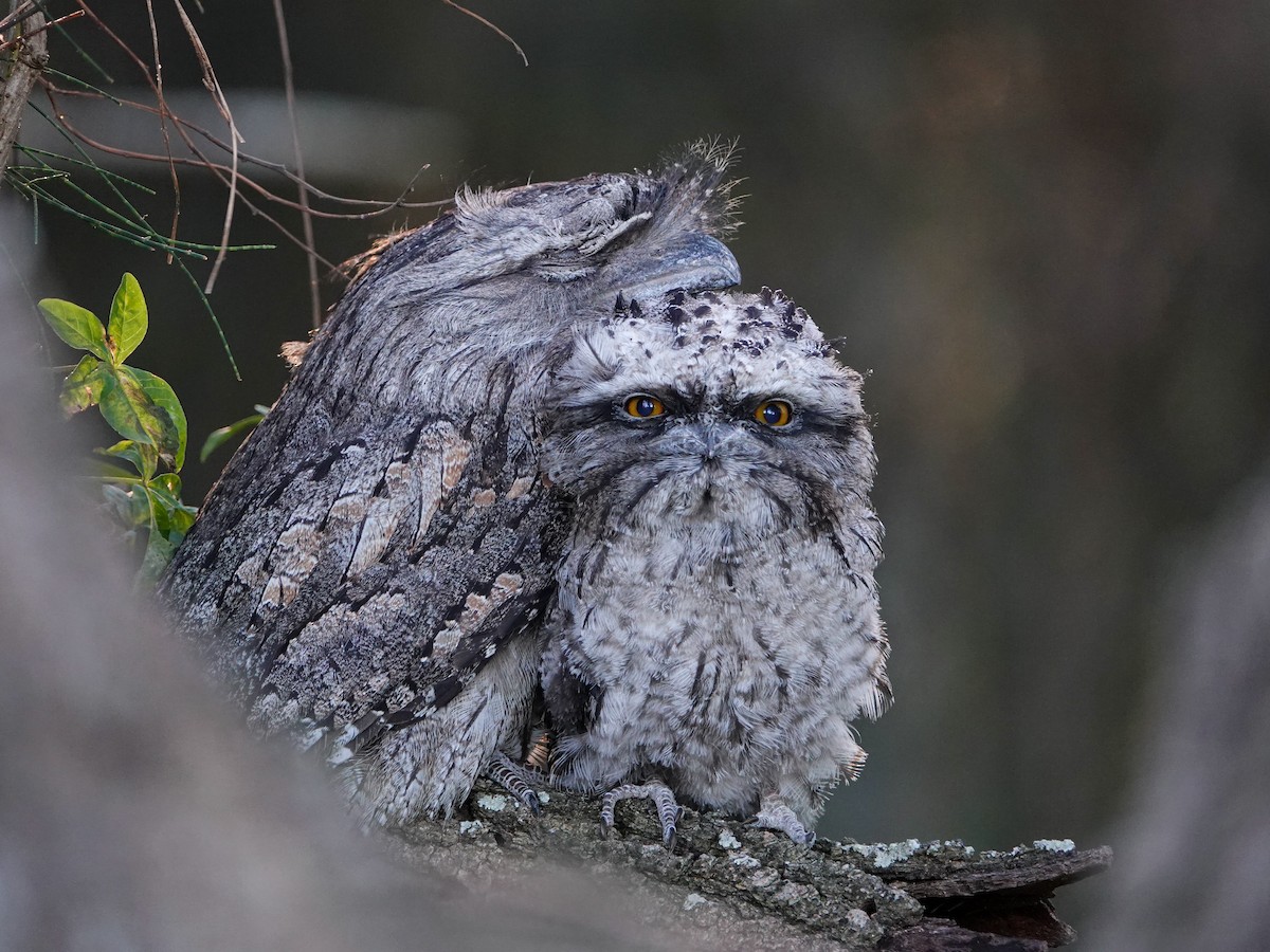 Tawny Frogmouth - ML645934031