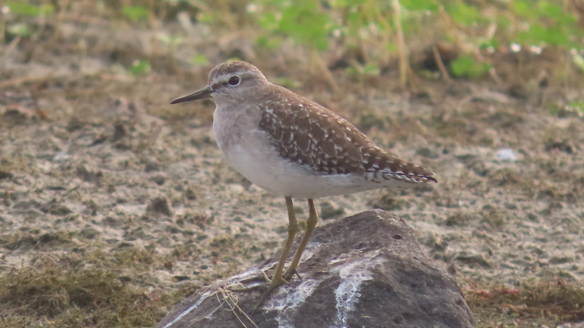 vodouš bahenní - ML645934032