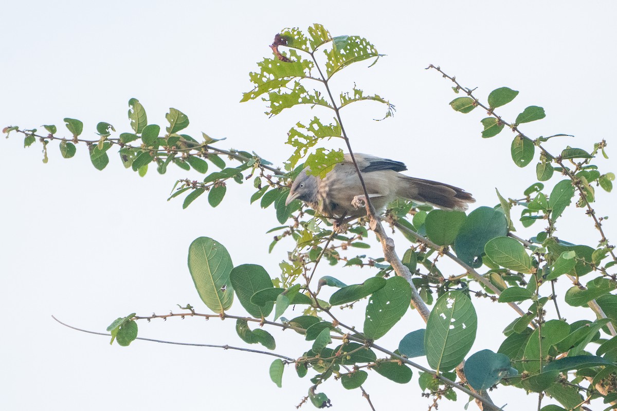 Jungle Babbler - ML645934035