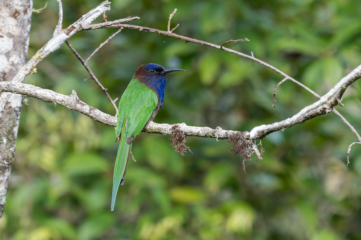Purple-bearded Bee-eater - ML645934036