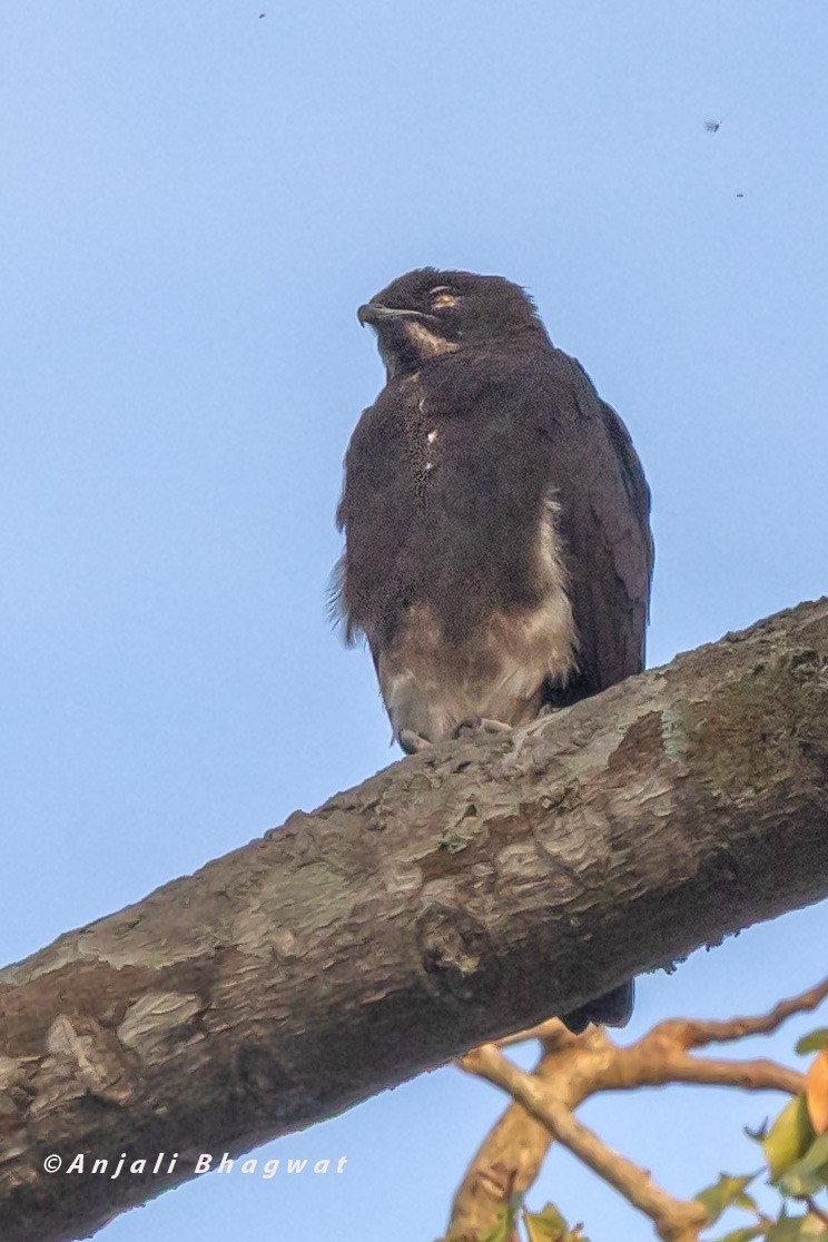 Bat Hawk - ML645934044