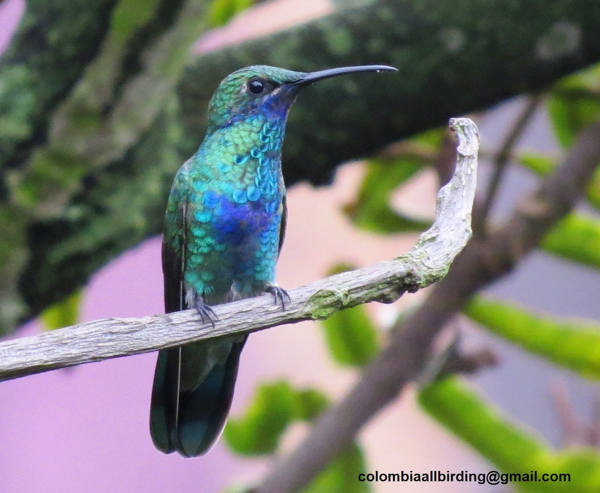 Колібрі синьочеревий - ML645934047