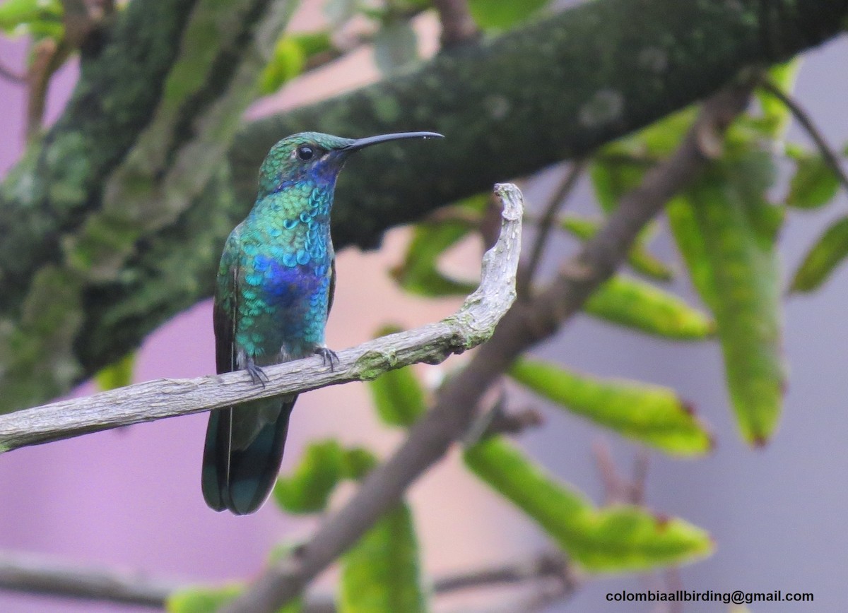 Колібрі синьочеревий - ML645934050