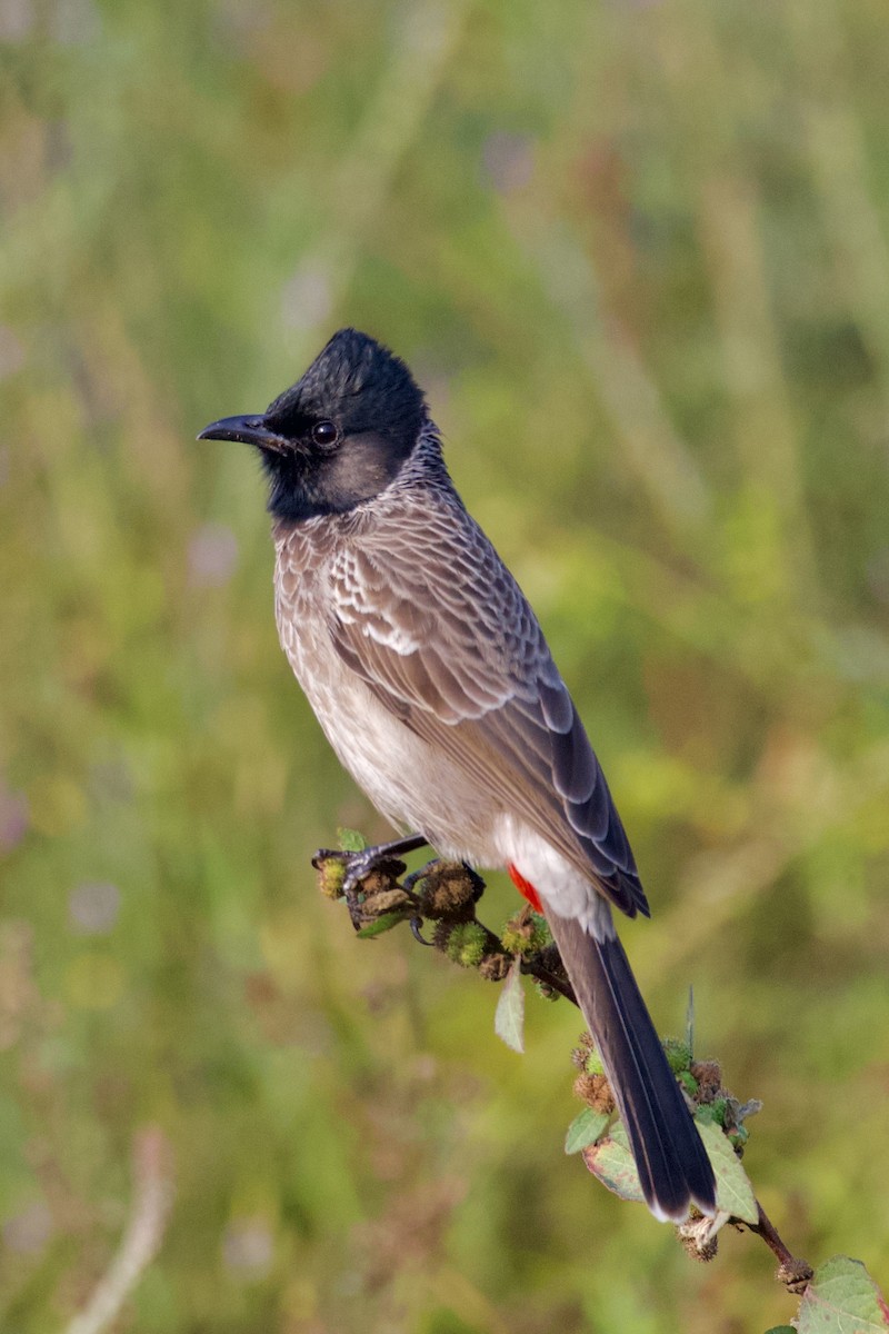 Red-vented Bulbul - ML645934060