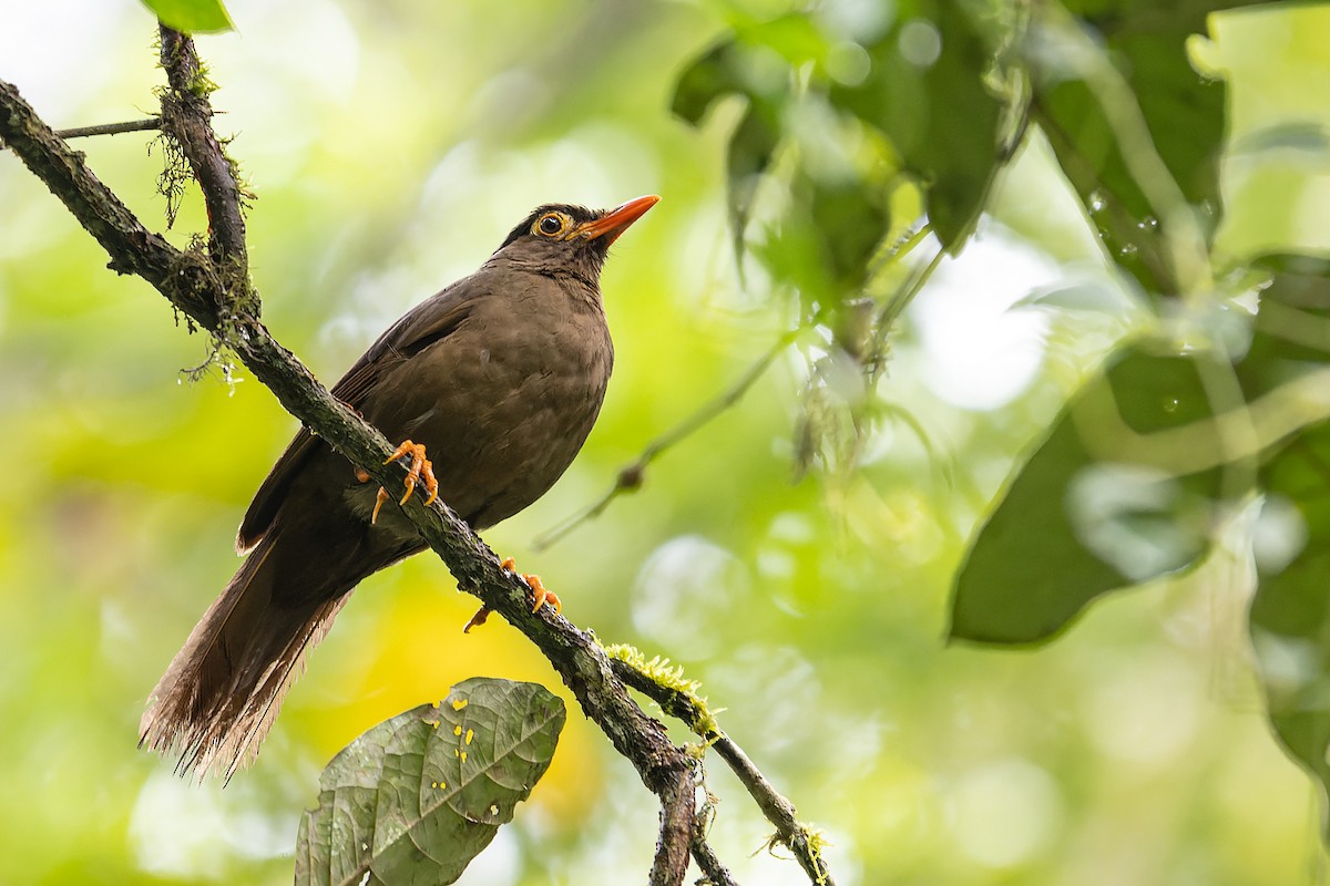 Sulawesi Thrush - ML645934063