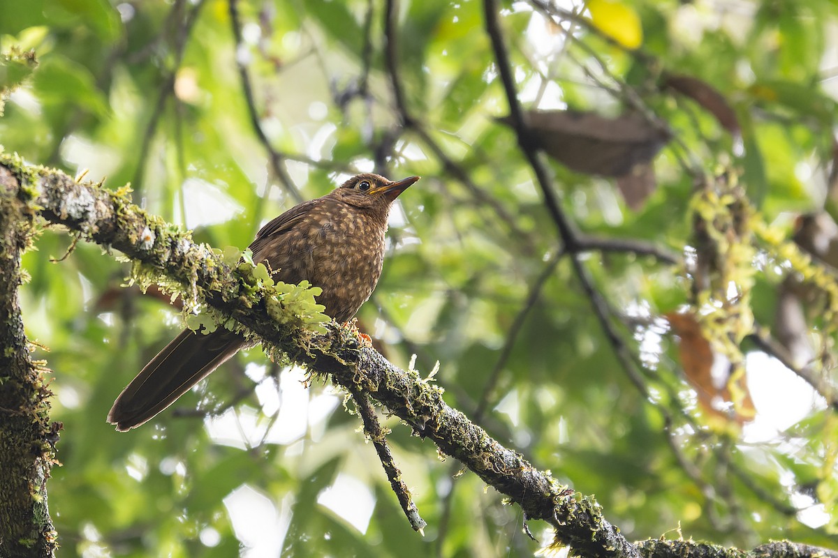 Sulawesi Thrush - ML645934064