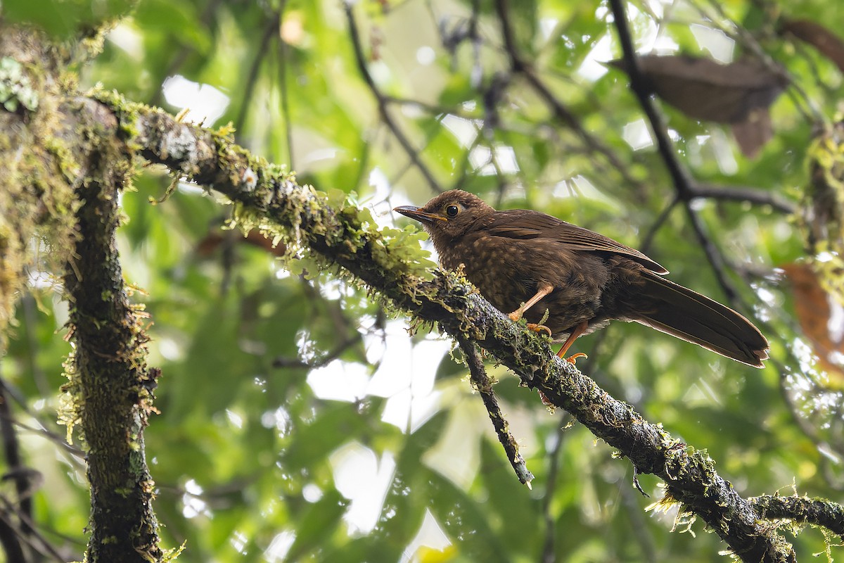 Sulawesi Thrush - ML645934065