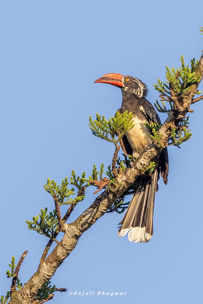 Crowned Hornbill - ML645934067