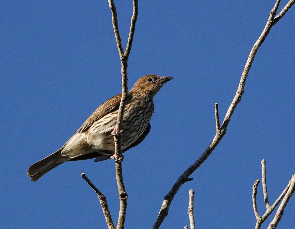 Australasian Figbird - ML645934068