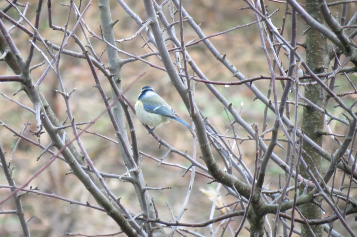 Eurasian Blue Tit - ML645934069