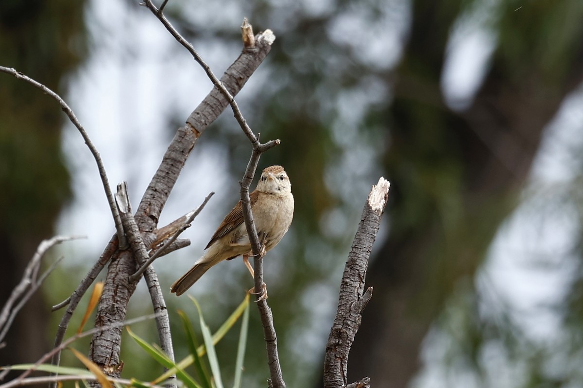 Rufous Songlark - ML645934070
