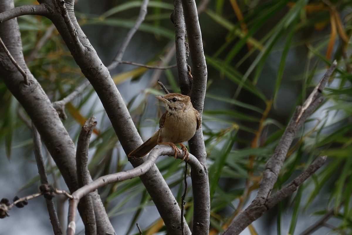 Rufous Songlark - ML645934071