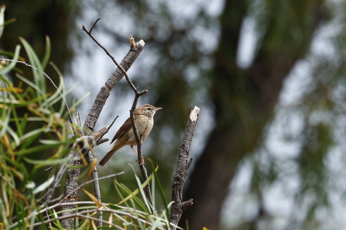 Rufous Songlark - ML645934072