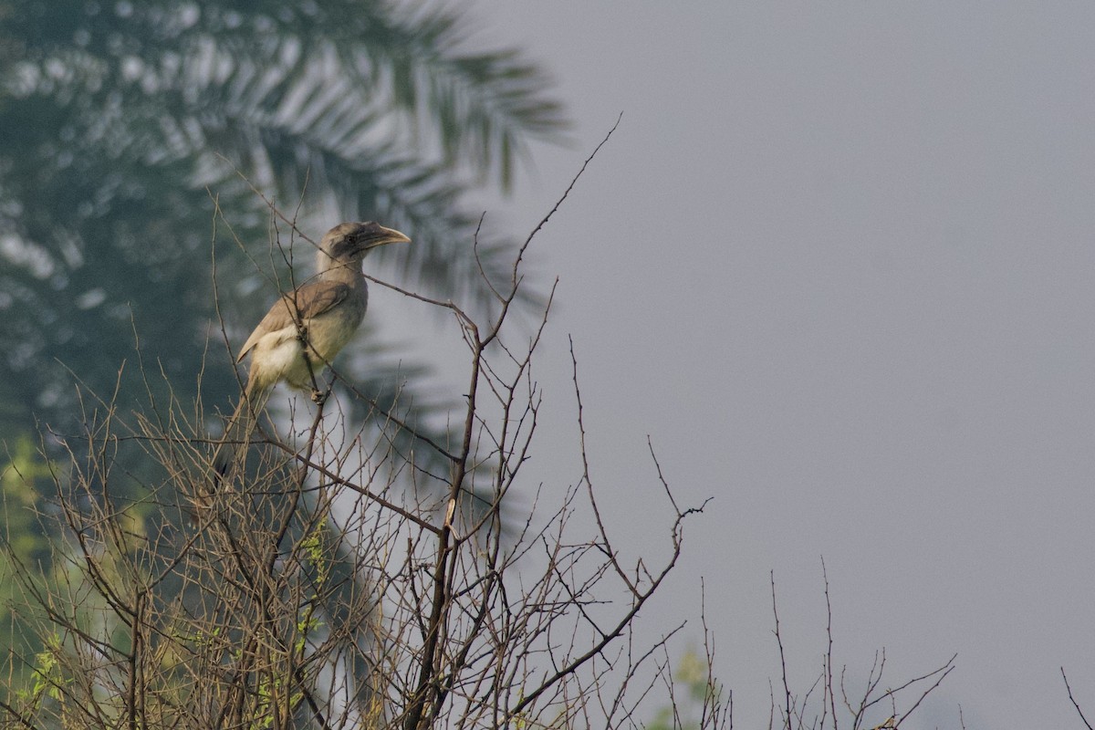 Indian Gray Hornbill - ML645934073