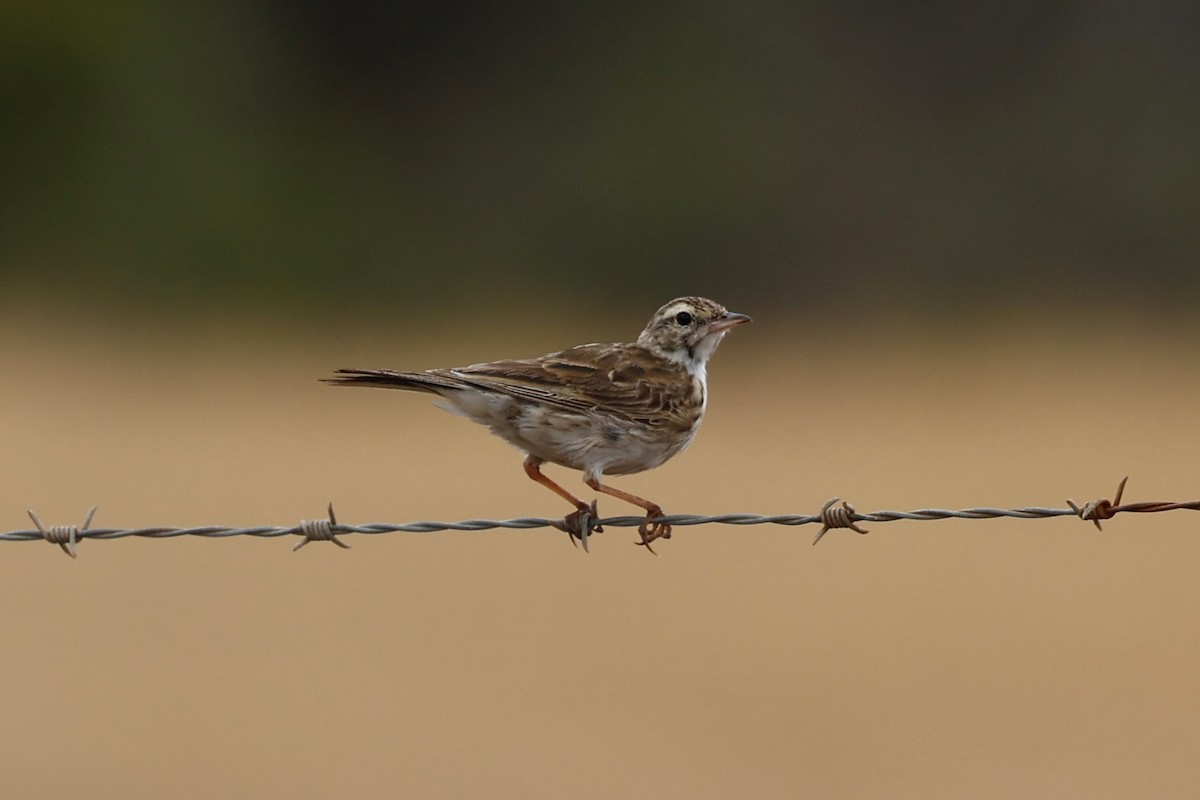 Australian Pipit - ML645934074