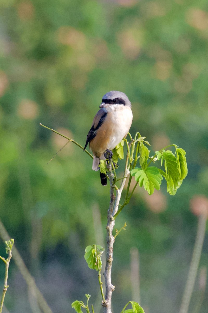 Long-tailed Shrike - ML645934075
