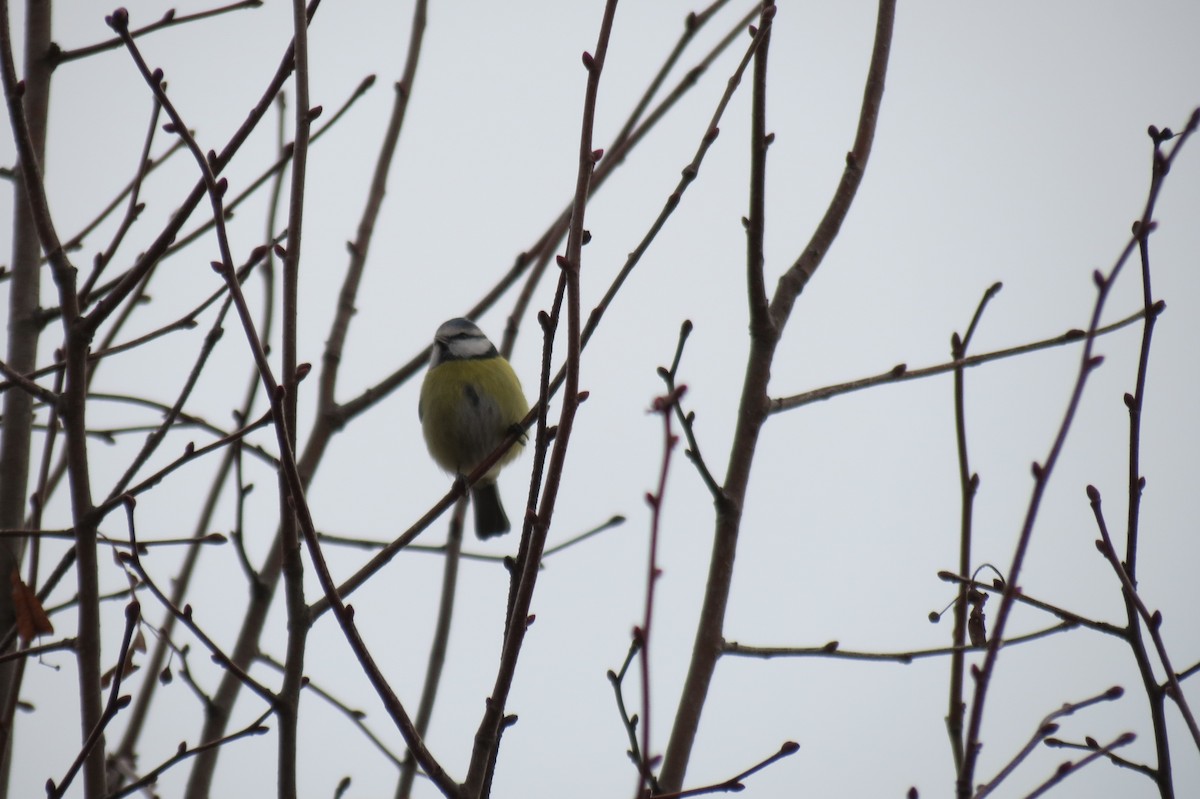 Eurasian Blue Tit - ML645934076
