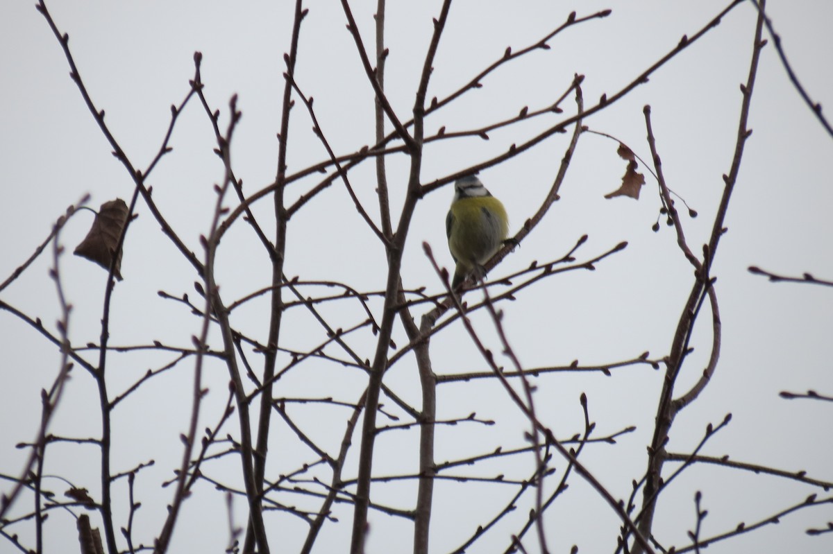Eurasian Blue Tit - ML645934077