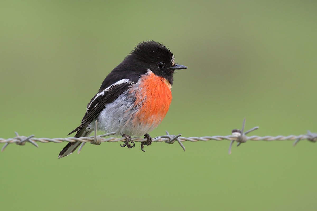 Scarlet Robin - ML645934078