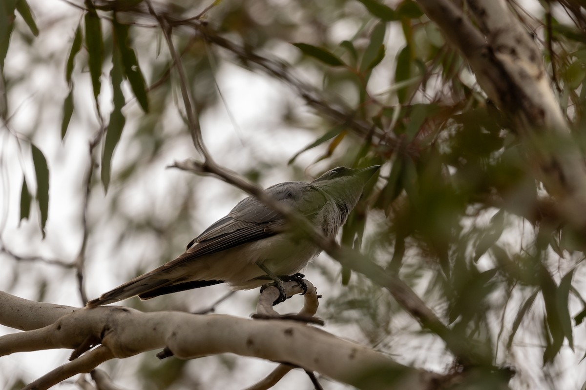 White-bellied Cuckooshrike - ML645934079
