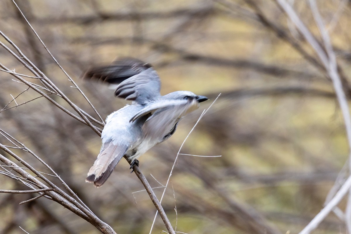 White-bellied Cuckooshrike - ML645934082