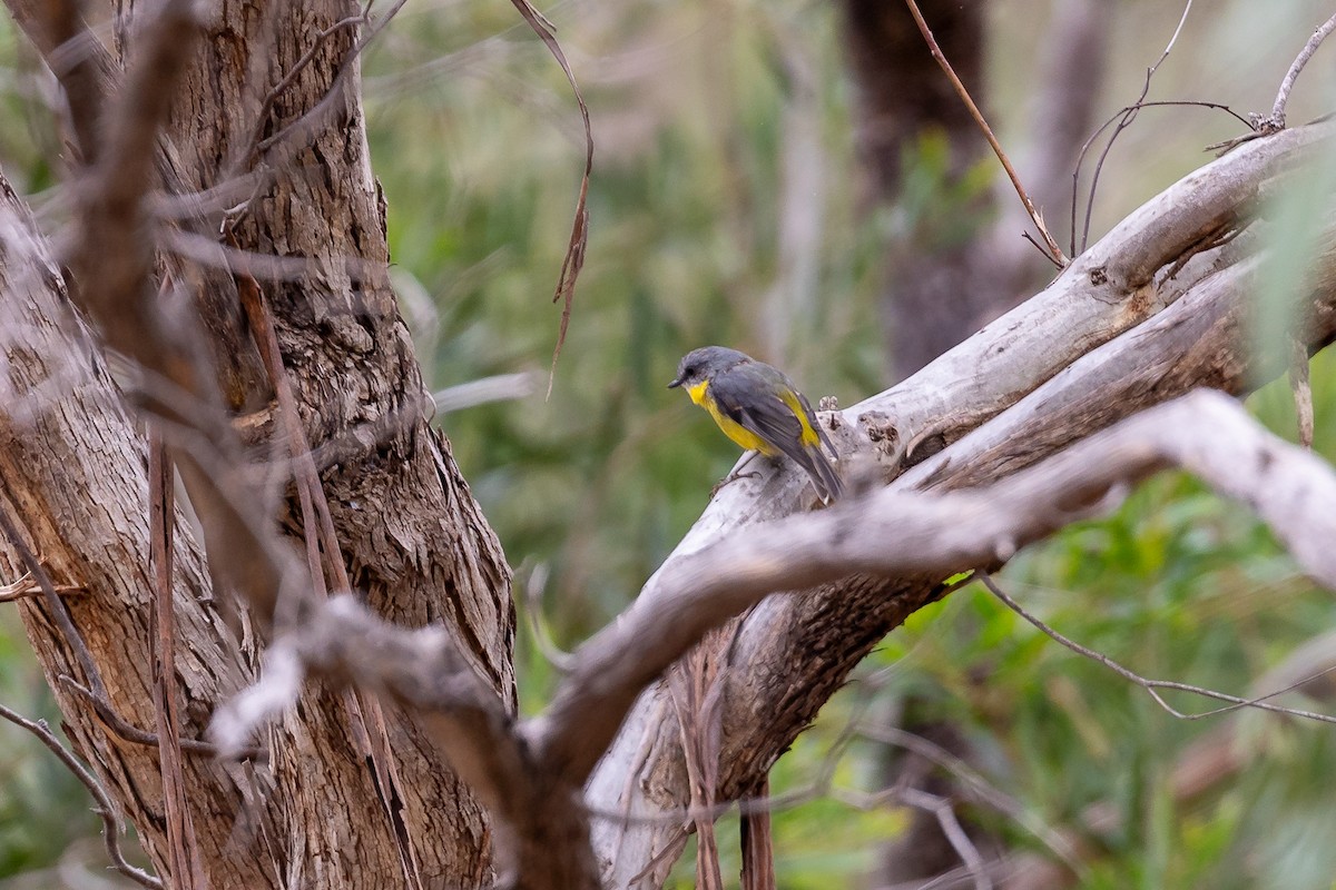Eastern Yellow Robin - ML645934083