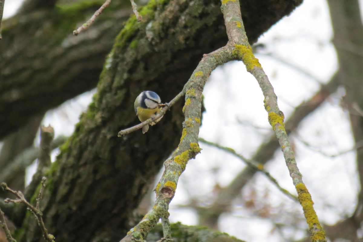 Eurasian Blue Tit - ML645934084