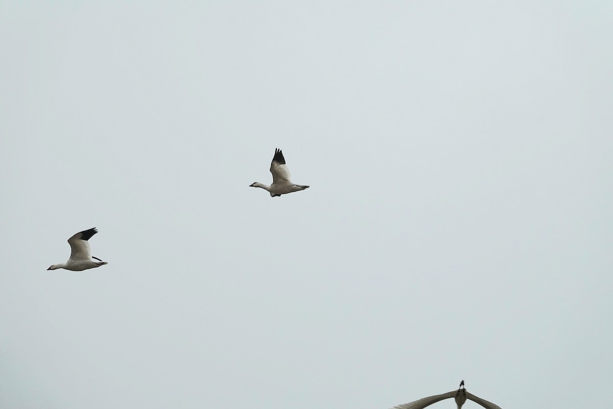 Ross's Goose - ML645934085