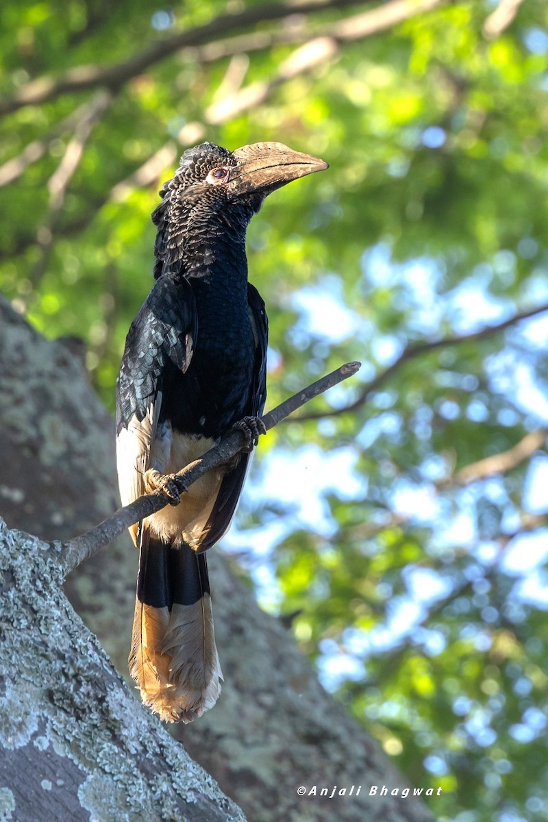 Black-and-white-casqued Hornbill - ML645934086