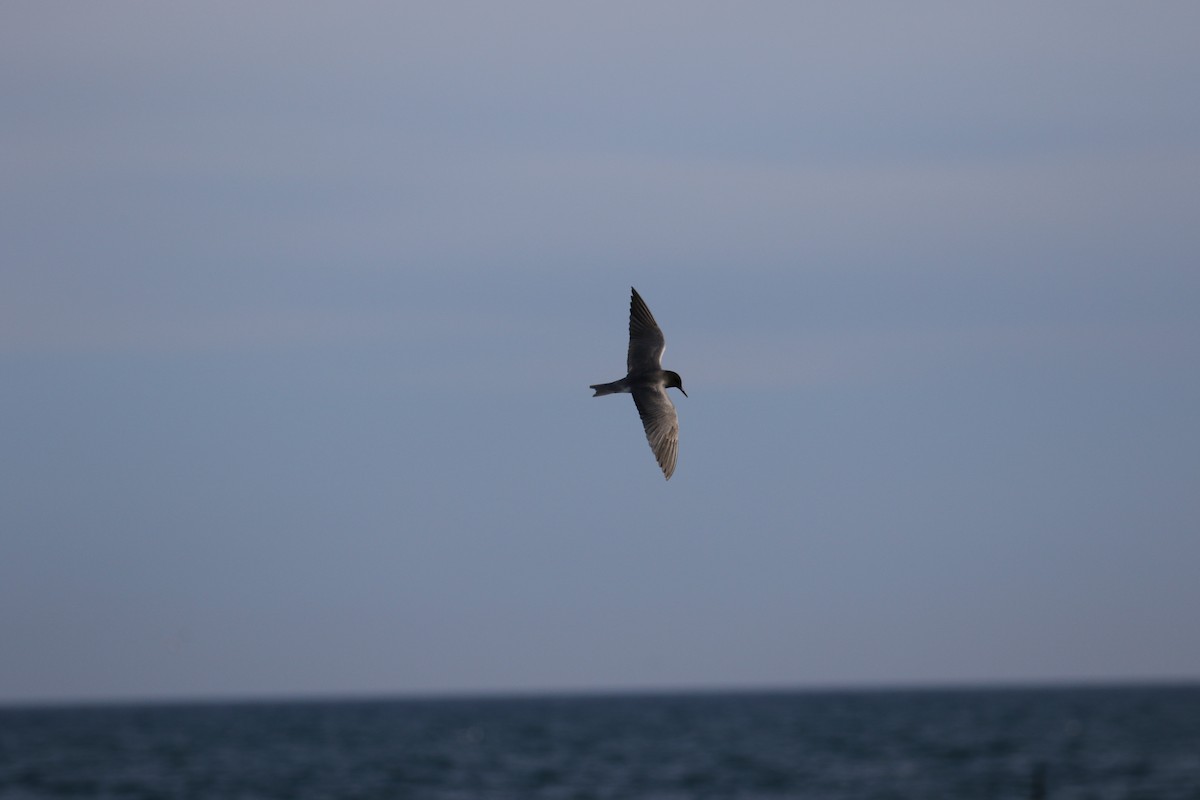 Black Tern - ML645934087