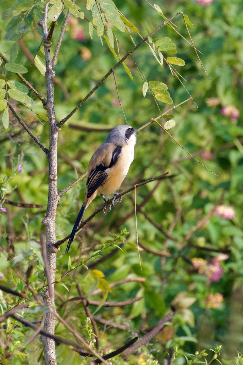 Long-tailed Shrike - ML645934088