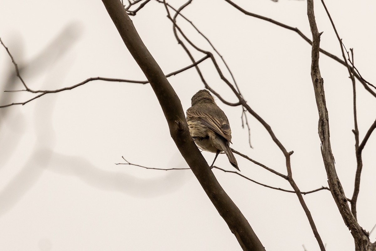 Rufous Whistler - ML645934089