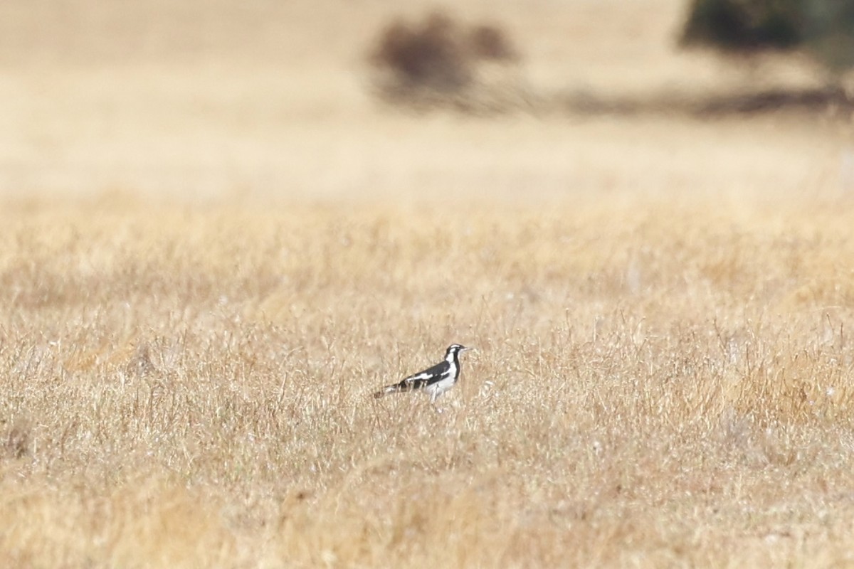 Magpie-lark - ML645934090