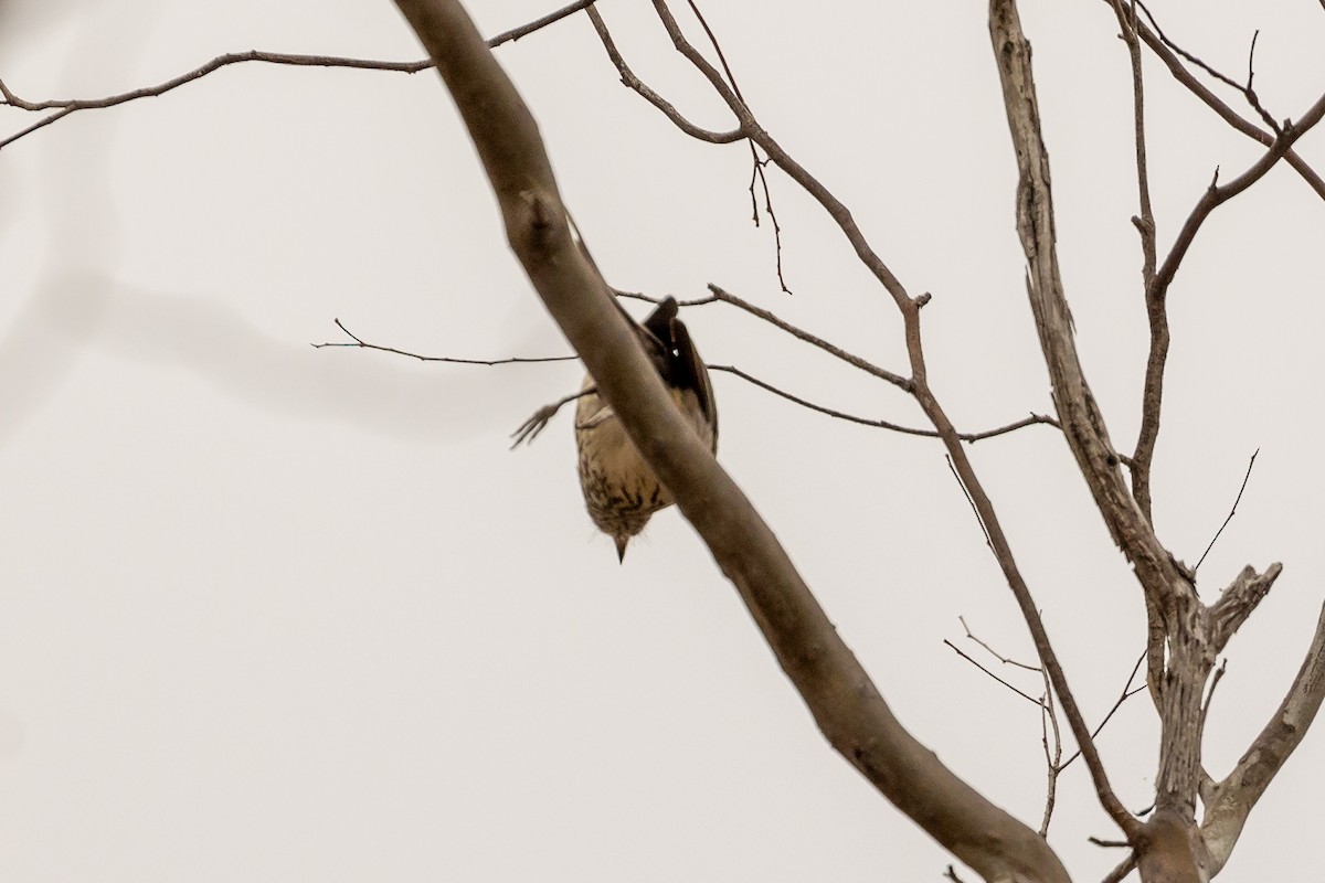 Varied Sittella - ML645934091