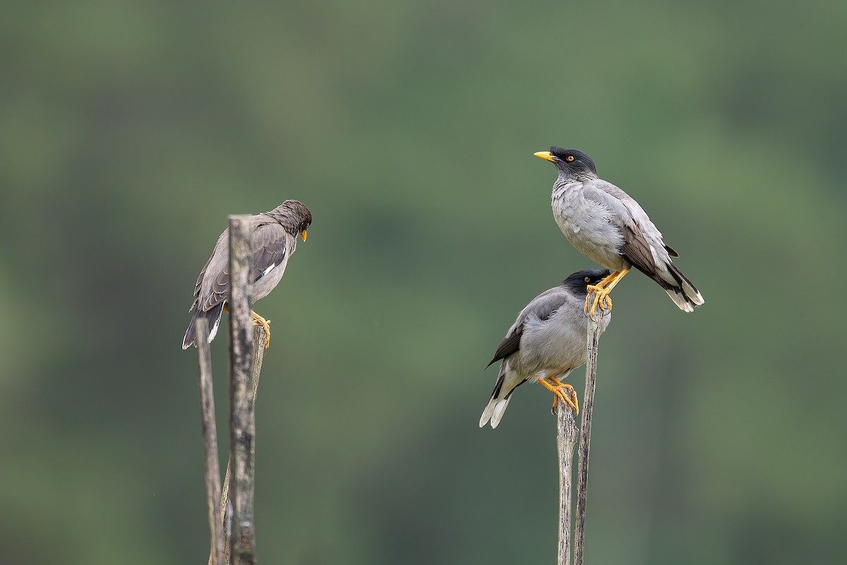 Pale-bellied Myna - ML645934104