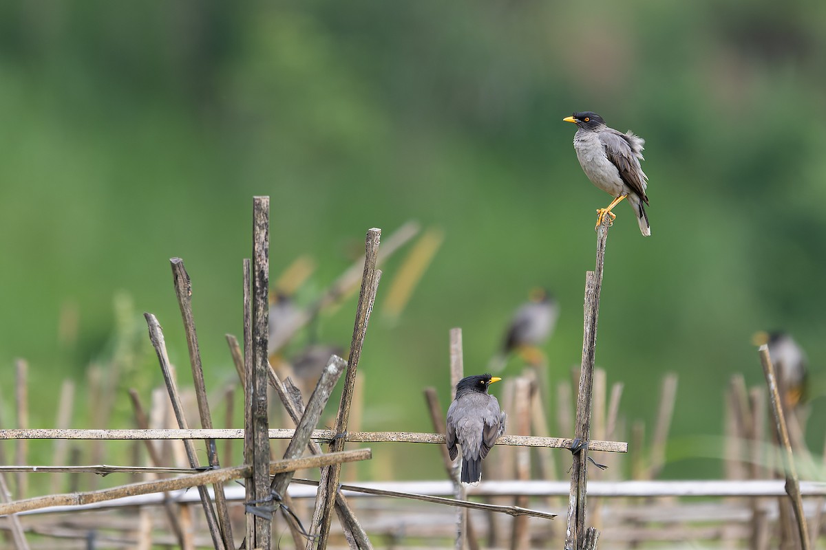 Pale-bellied Myna - ML645934105