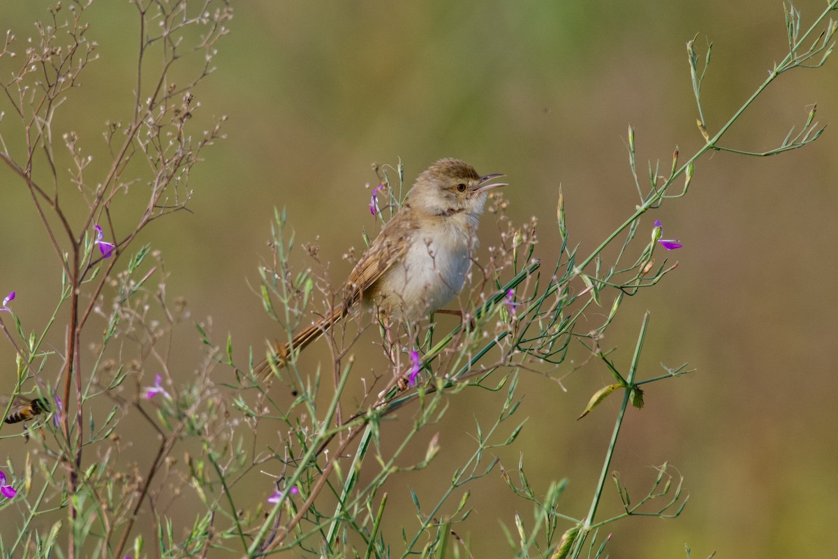 Ashy Prinia - ML645934110