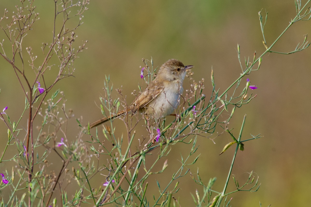 Ashy Prinia - ML645934111