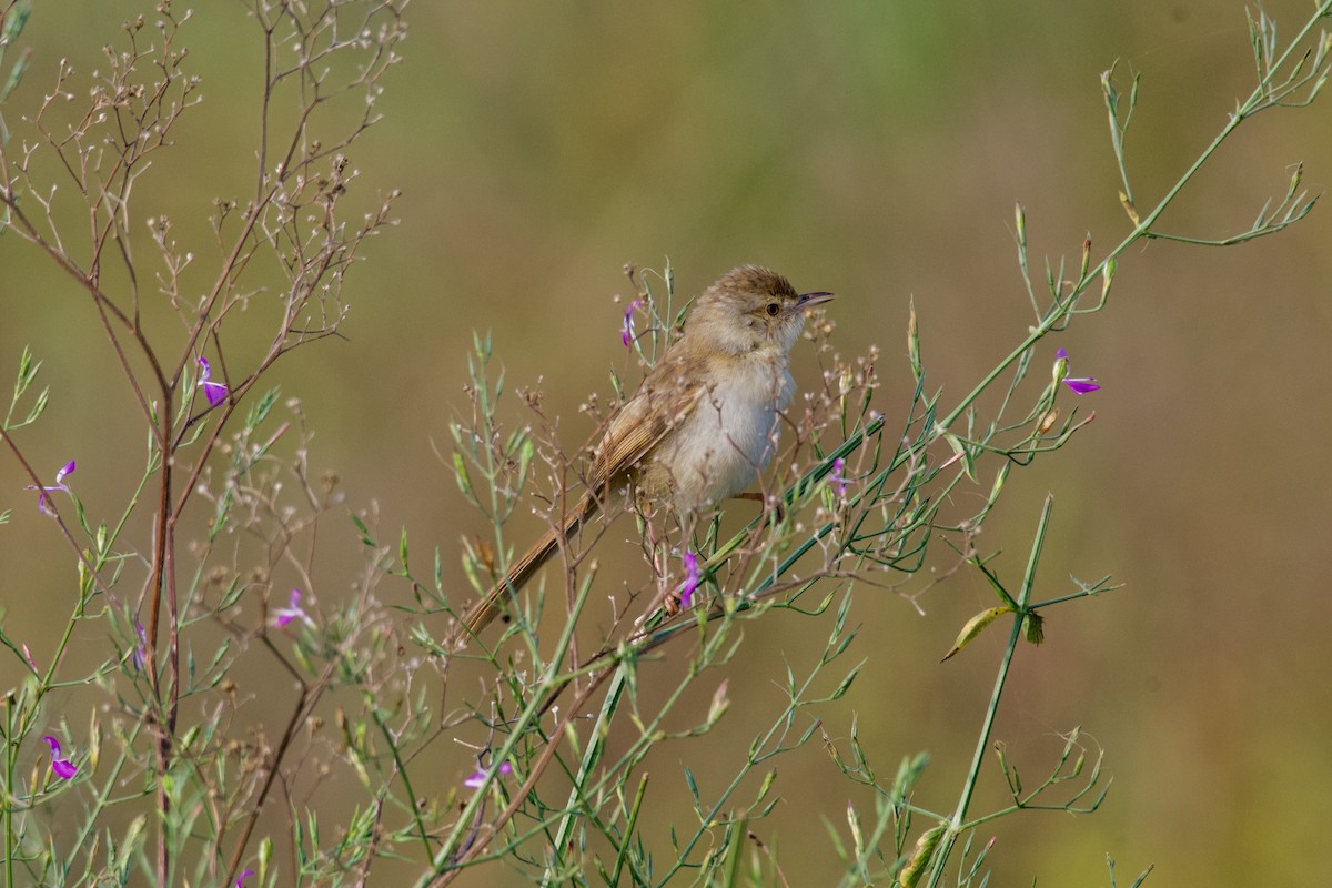 Ashy Prinia - ML645934112
