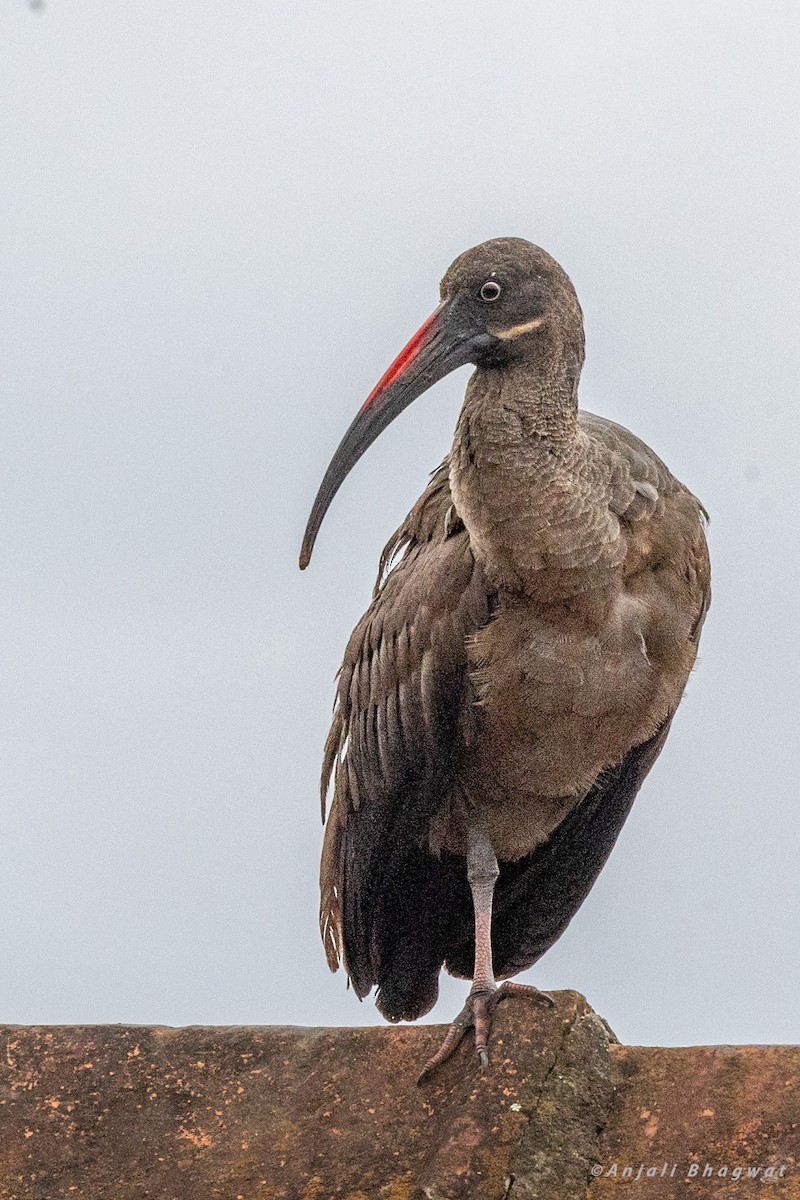 Hadada Ibis - ML645934122