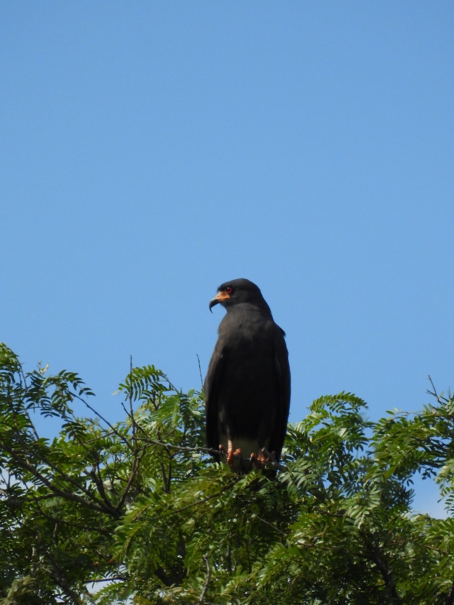 Snail Kite - ML645934126