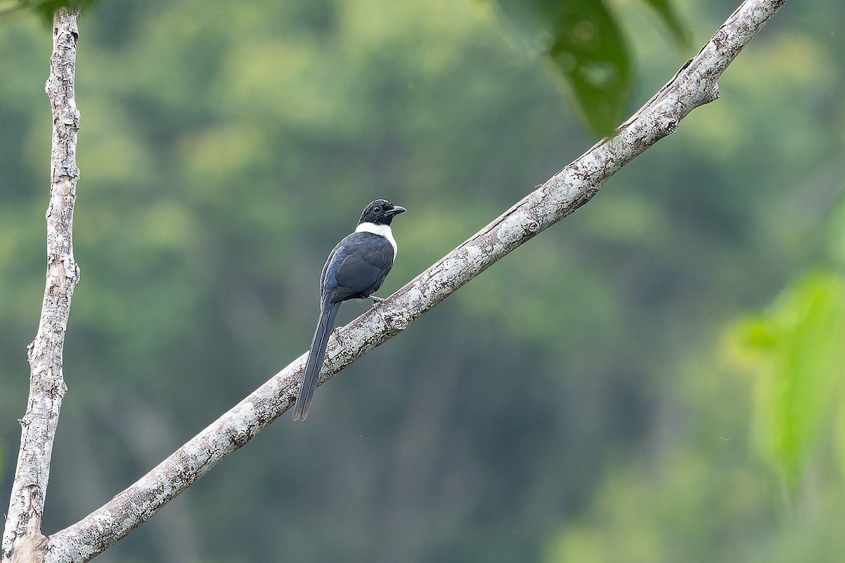 White-necked Myna (Northern) - ML645934145