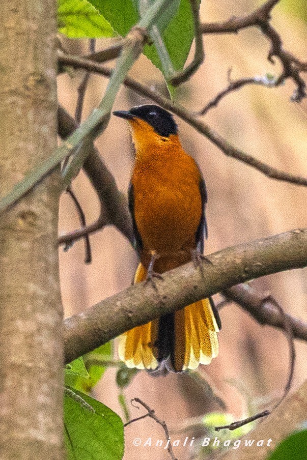 Snowy-crowned Robin-Chat - ML645934150