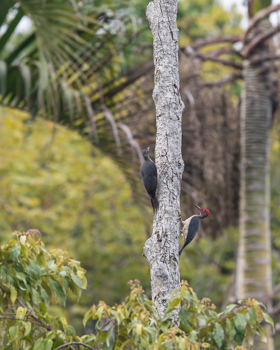 Picatroncos de Célebes - ML645934157