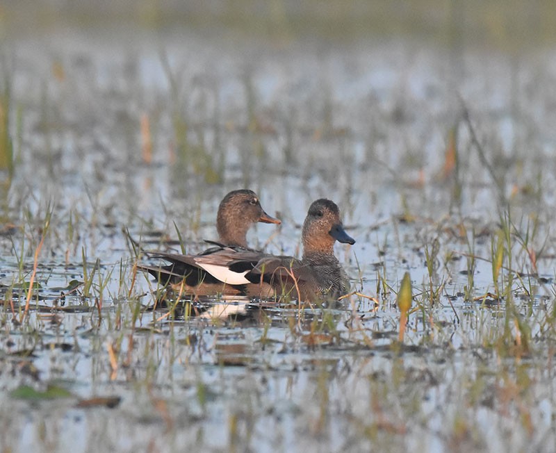 Ánade Friso - ML645934159