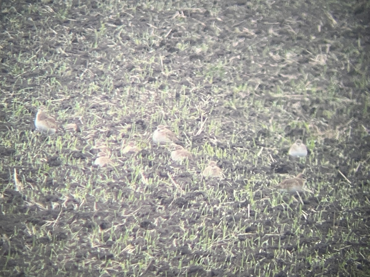 Chorlito Llanero - ML645934160