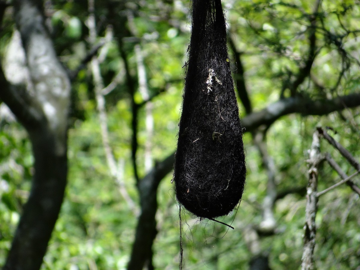 Cacique Aliamarillo - ML645934161