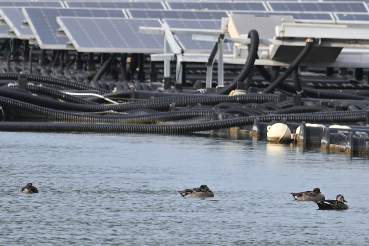 Cerceta de Alfanjes - ML645934162