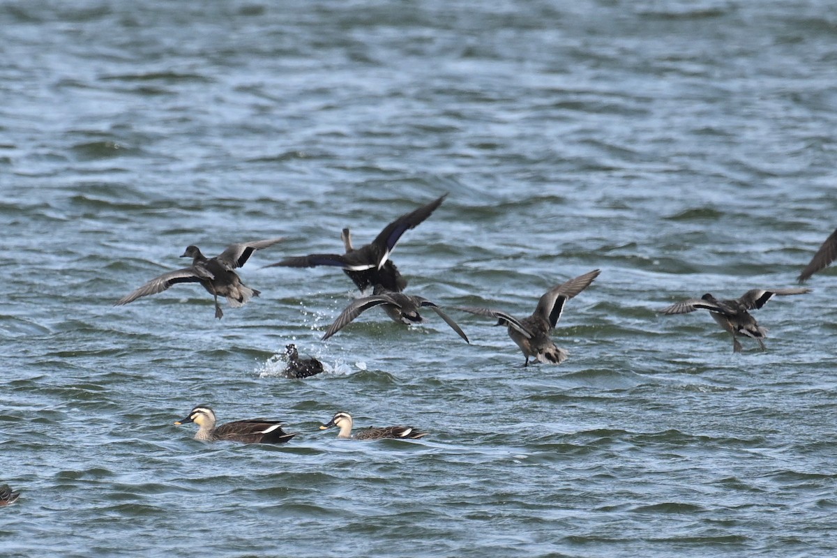 Cerceta de Alfanjes - ML645934164