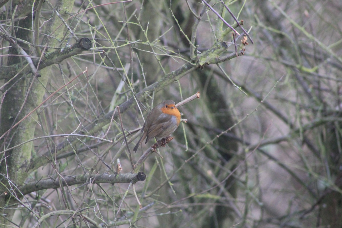 Petirrojo Europeo - ML645934168